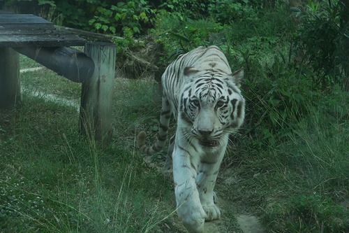 親連れて高雄に行ってきたよ⑪空港見送り、高雄動物園 親連れて高雄に行ってきたよ⑪空港見送り、高雄動物園
