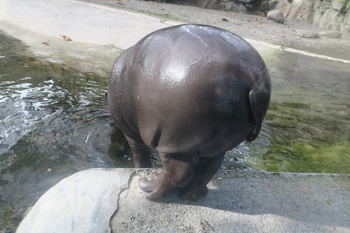 親連れて高雄に行ってきたよ⑪空港見送り、高雄動物園 親連れて高雄に行ってきたよ⑪空港見送り、高雄動物園