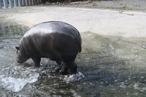 親連れて高雄に行ってきたよ⑪空港見送り、高雄動物園 親連れて高雄に行ってきたよ⑪空港見送り、高雄動物園