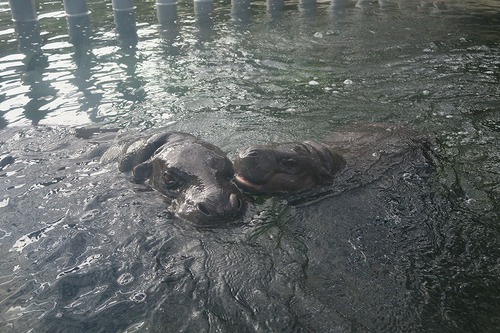 親連れて高雄に行ってきたよ⑪空港見送り、高雄動物園 親連れて高雄に行ってきたよ⑪空港見送り、高雄動物園