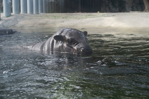 親連れて高雄に行ってきたよ⑪空港見送り、高雄動物園 親連れて高雄に行ってきたよ⑪空港見送り、高雄動物園