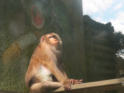 親連れて高雄に行ってきたよ⑪空港見送り、高雄動物園 親連れて高雄に行ってきたよ⑪空港見送り、高雄動物園