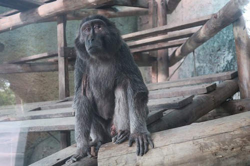 親連れて高雄に行ってきたよ⑪空港見送り、高雄動物園 親連れて高雄に行ってきたよ⑪空港見送り、高雄動物園