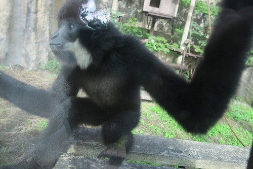 親連れて高雄に行ってきたよ⑪空港見送り、高雄動物園 親連れて高雄に行ってきたよ⑪空港見送り、高雄動物園