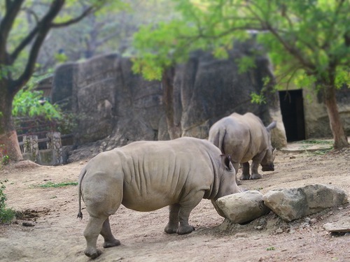親連れて高雄に行ってきたよ⑪空港見送り、高雄動物園 親連れて高雄に行ってきたよ⑪空港見送り、高雄動物園
