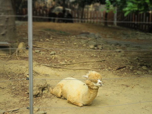 親連れて高雄に行ってきたよ⑪空港見送り、高雄動物園 親連れて高雄に行ってきたよ⑪空港見送り、高雄動物園