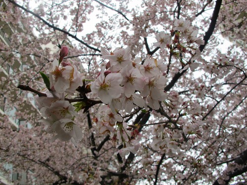 京都お花見旅行記・・・のはずが2