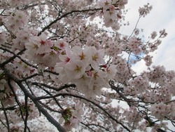 京都お花見旅行記・・・のはずが3