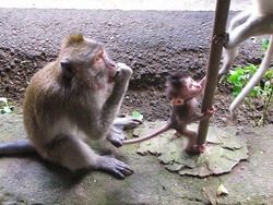 ウブド3日目