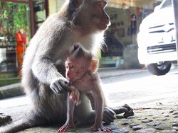 ウブド3日目