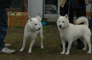 カイくんの結婚とタラおじさん