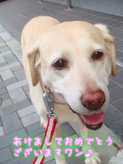今年も毎日更新頑張ります♪