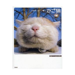 癒しの「かご猫」ちゃん♪