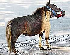 世界一小さなお馬さん