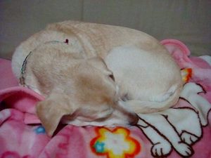 犬と飼い主のIQ診断