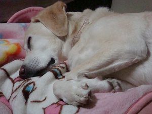 みどりのマキバオー