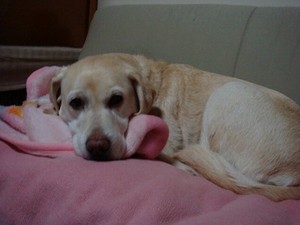 犬マッサージ⑧