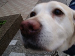 わんこの保育園