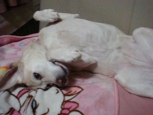 狂犬病の予防接種