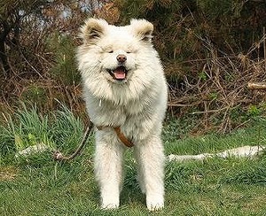 ブサ可愛い秋田犬の『わさおくん』