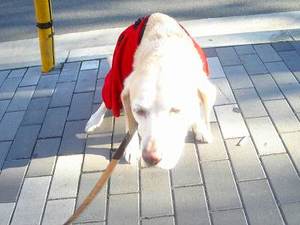 チャイナ犬