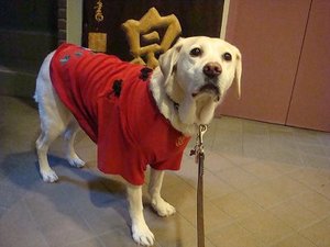 なぜペットは飼い主に似るのか?