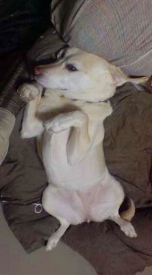 犬マッサージ⑥