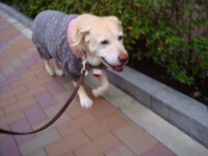 桜の樹木医③