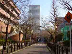 桜の樹木医③