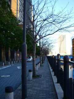 桜の樹木医
