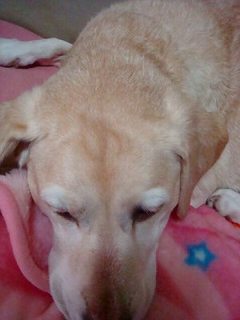 犬マッサージ⑥