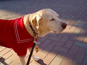 悪口は嫌い