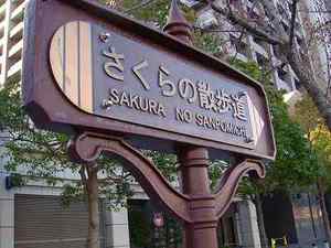 桜の樹木医③