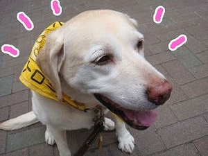 シニア犬とレインコート選び