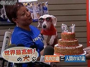 目指せ!21歳のギネス犬
