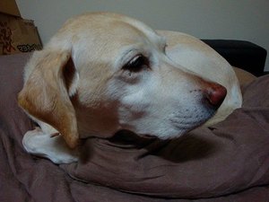 ラジオ体操の『癒し犬トリオ』
