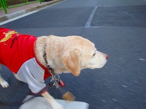 シニア犬とレインコート選び