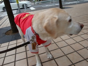 ラジオ体操の『癒し犬トリオ』