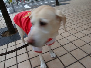 ラジオ体操の『癒し犬トリオ』