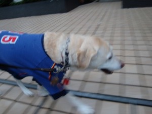 犬にしか聞こえない着信音