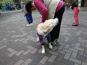 ラジオ体操の『癒し犬トリオ』