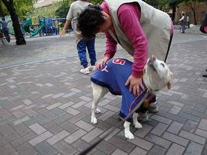 ラジオ体操の『癒し犬トリオ』