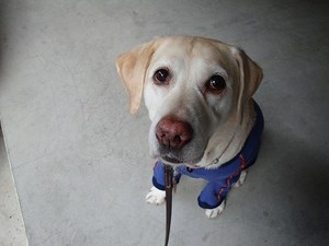 犬にしか聞こえない着信音