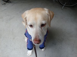 犬にしか聞こえない着信音