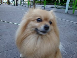 愛すべき月島のおばあちゃん