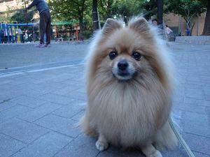 ラジオ体操の『癒し犬トリオ』