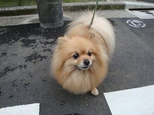 ラジオ体操の『癒し犬トリオ』