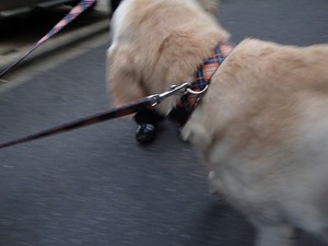 11月11日は『犬の日』です