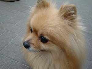 11月11日は『犬の日』です