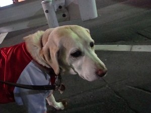 またまたポッコリで病院へ…
